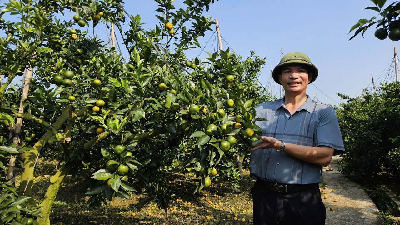 Hiệu quả cải tiến Quy trình kỹ thuật sản xuất Cam ngọt giúp cây thu quả bền vững hàng năm